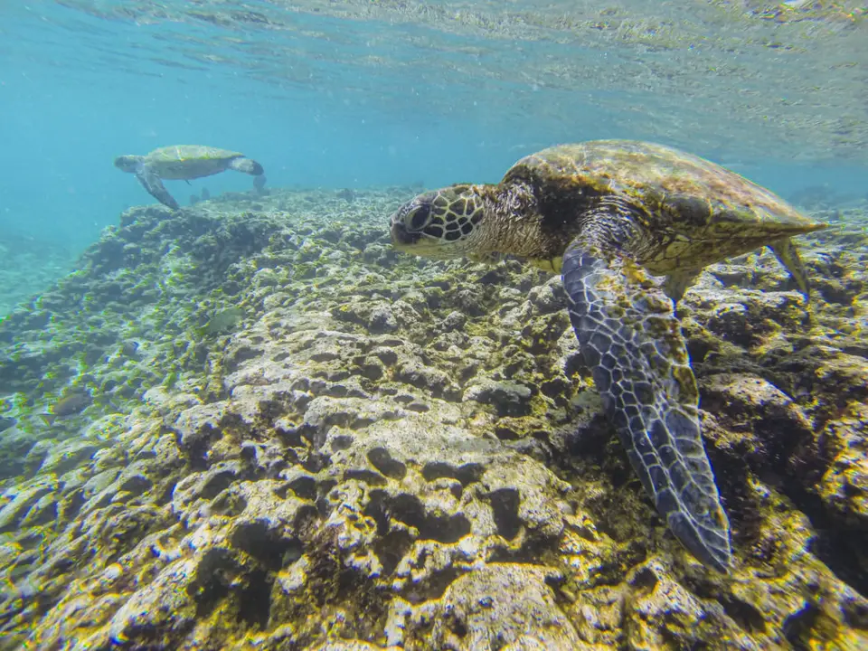 Sharks Cove - Oahu attraction near Ka'a'awa vacation rental
